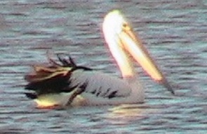 Loch Sport Wildlife
